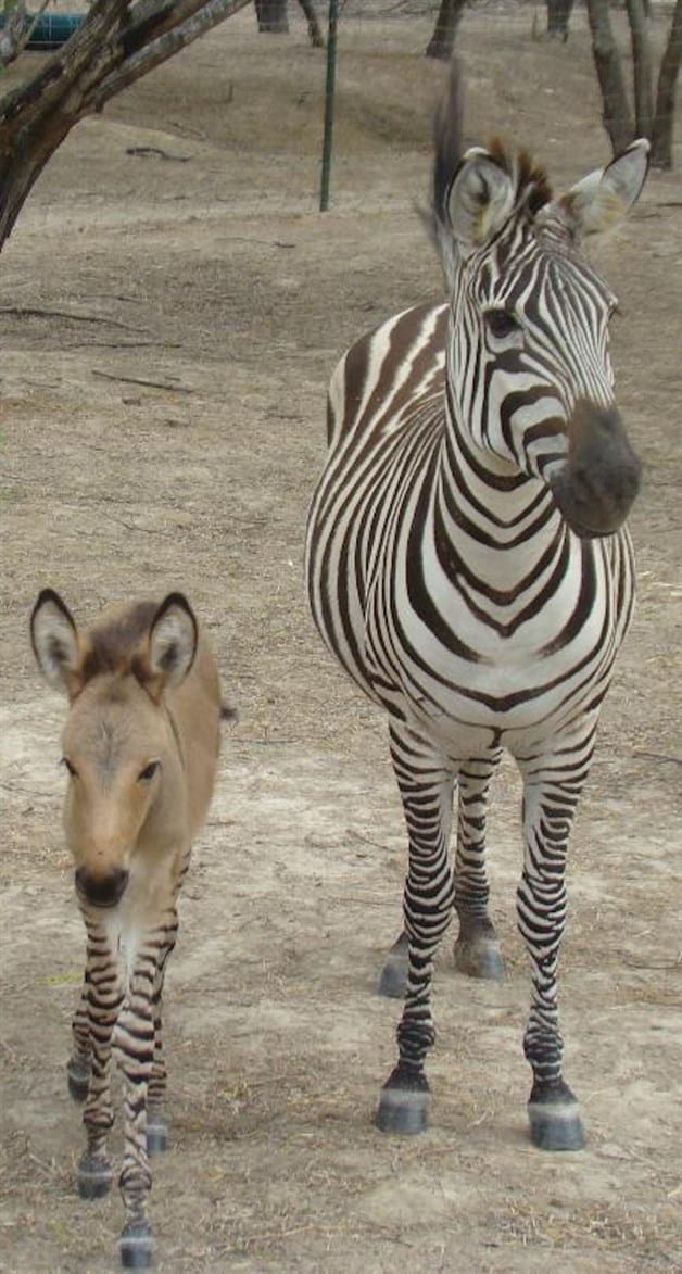 ¿Es burro o una cebra?... Khumba cumple 5 años