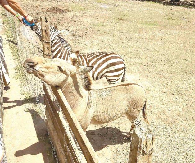 ¿Es burro o una cebra?... Khumba cumple 5 años ¿Es burro o una cebra?... Khumba cumple 5 años