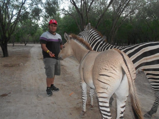 ¿Es burro o una cebra?... Khumba cumple 5 años