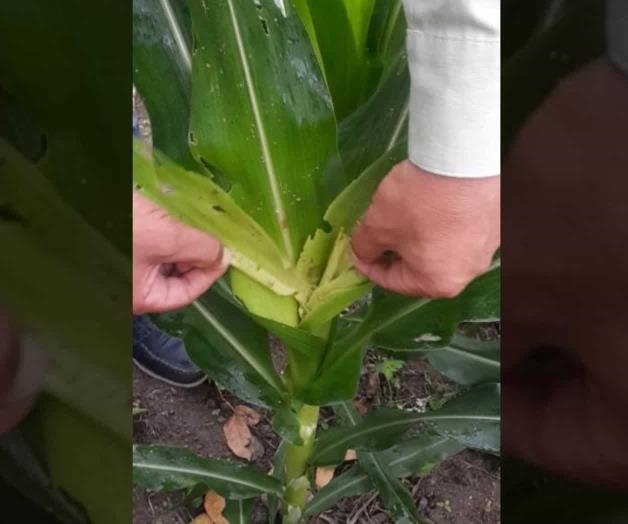 Avistan plaga de gusano cogollero