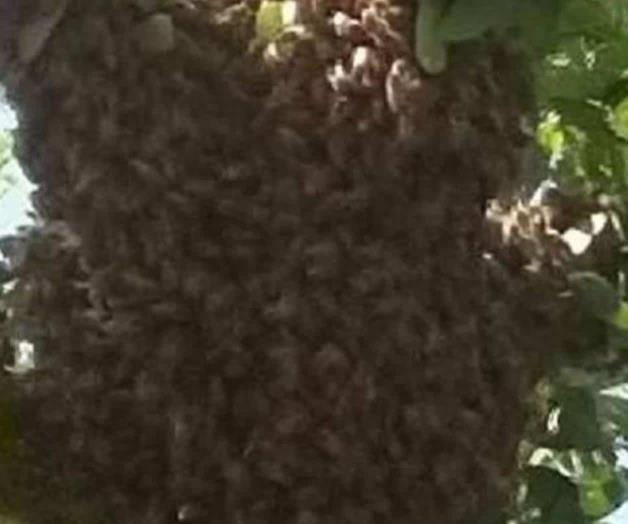 Atacan abejas a 2 niños en ejido