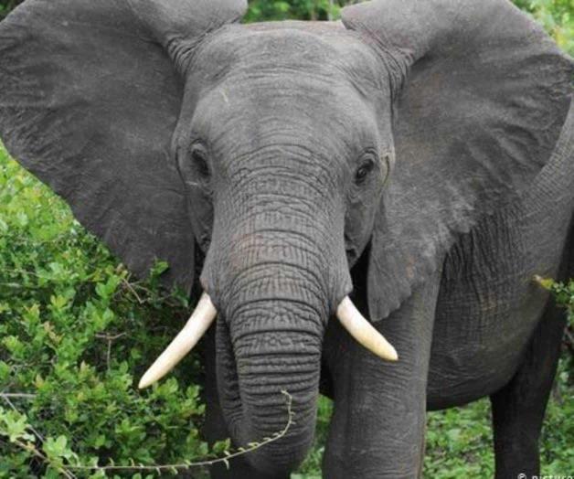 En Malaui, elefante mata a soldado británico