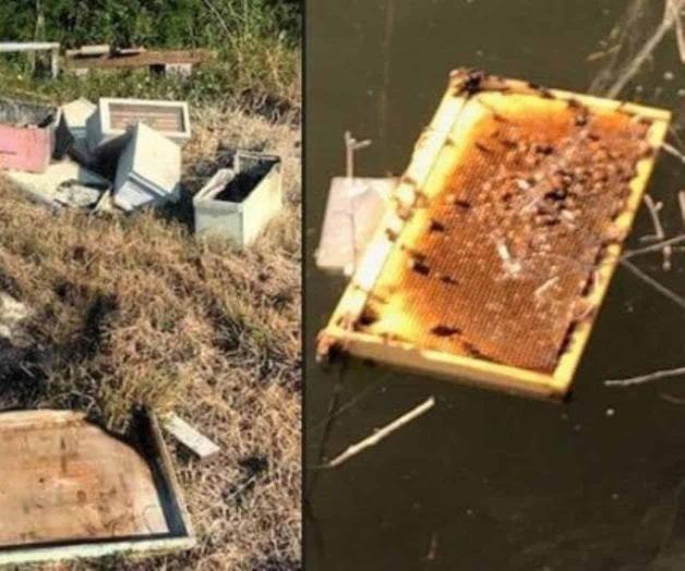 Destruyen 600 mil abejas al ‘incendiar’ dos colonias