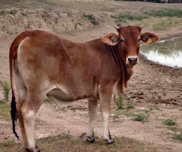 Ganaderos piden ayuda