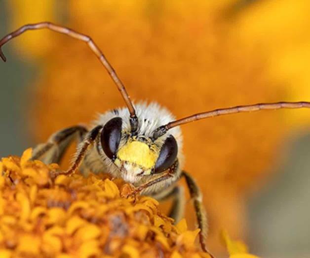 Asombran al país con abejas nativas. Registran más de 50 especies