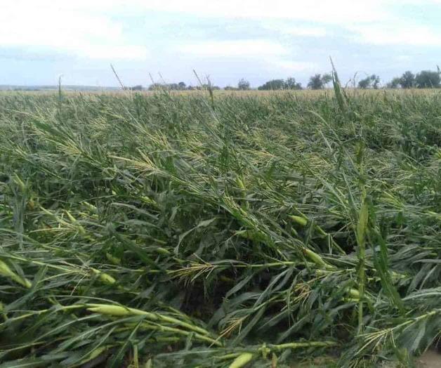 Devastación en el campo. Causan lluvias pérdidas millonarias en cultivos