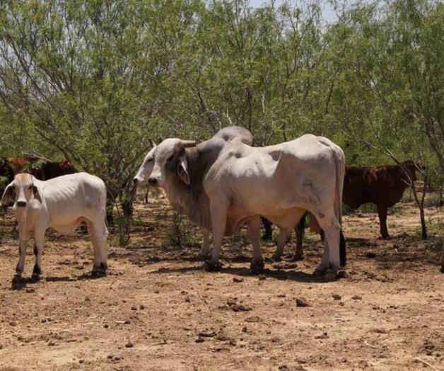 Reconfortan lluvias al sector ganadero. Dejan abundante captación de agua