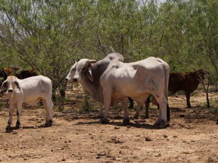 Reconfortan lluvias al sector ganadero. Dejan abundante captación de agua Reconfortan lluvias al sector ganadero. Dejan abundante captación de agua