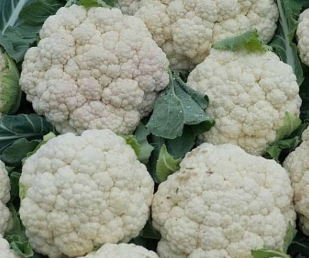 La coliflor podría ayudar a prevenir el cáncer