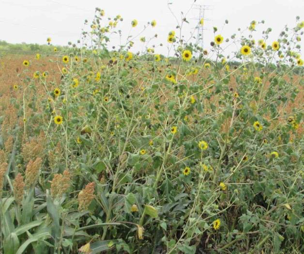 Vienen las trillas. Representa polocote peligro para maquinaria