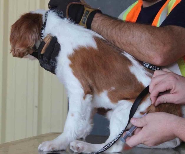 Vacunan a las mascotas contra la mortal rabia