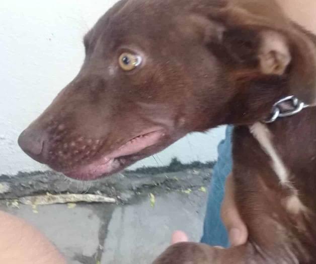 Crece demanda de esterilización