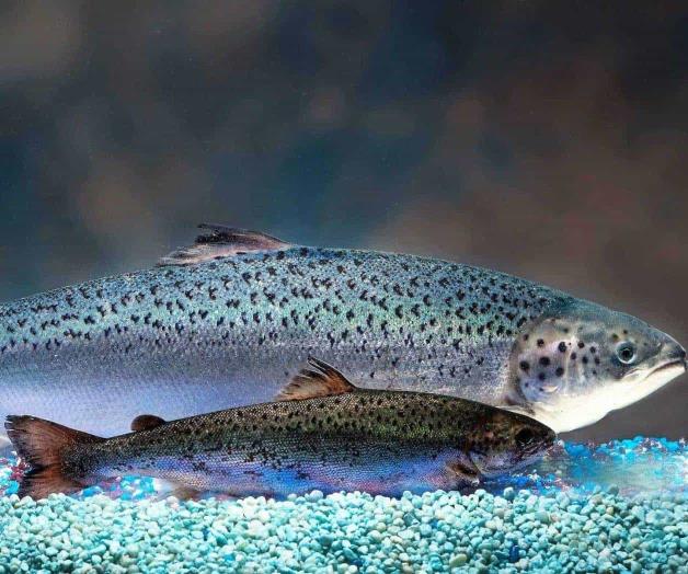 Salmón modificado genéticamente será vendido en tiendas de EEUU