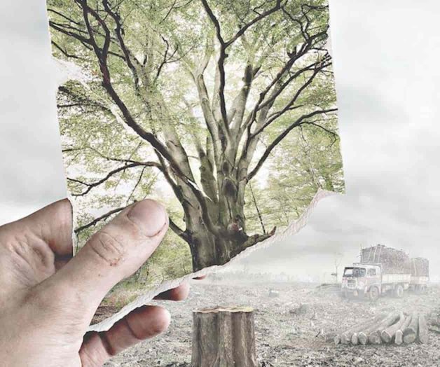 Las plantas se están extinguiendo a un ritmo nunca antes visto