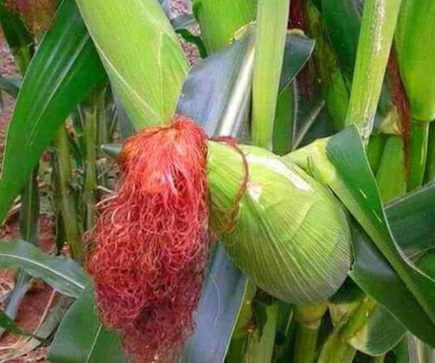 Anuncian nuevo aumento al maíz. Al alza el precio internacional del grano