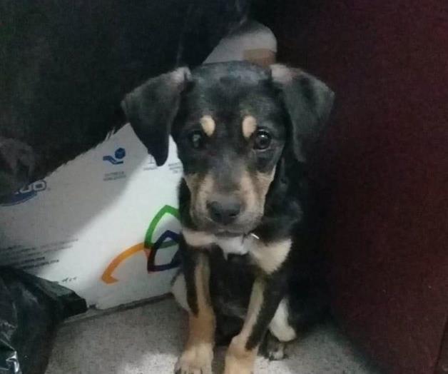 Exhorto a proteger a mascotas del calor