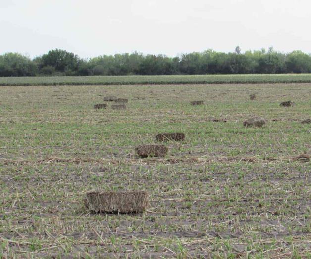 Fabrican pacas con zoca de sorgo; ingreso adicional
