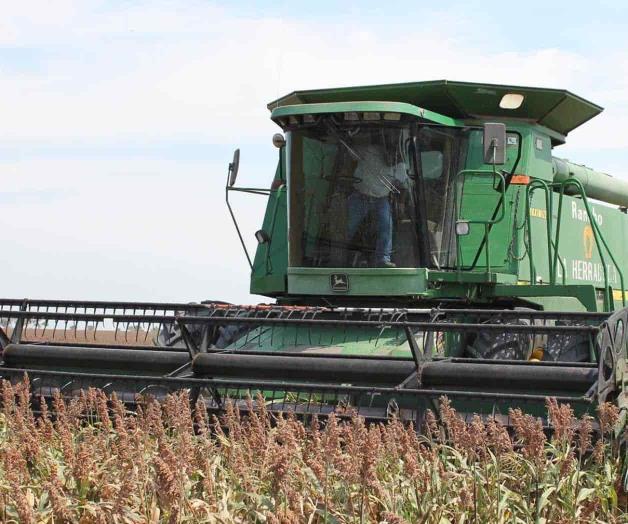 Paralizan las trillas de sorgo por lluvias