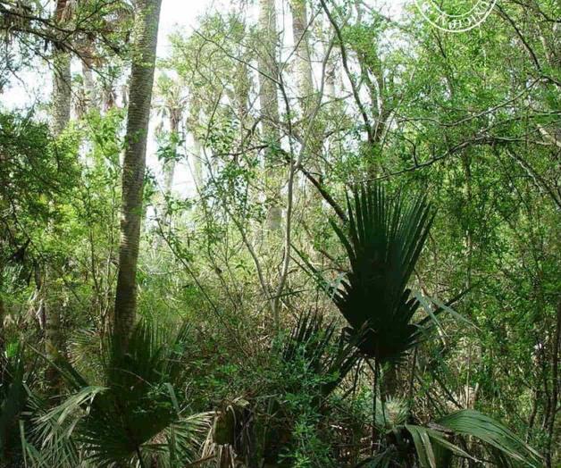Los árboles del río Bravo Los árboles del río Bravo