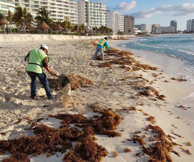 Aparece sargazo en playas de Yucatán