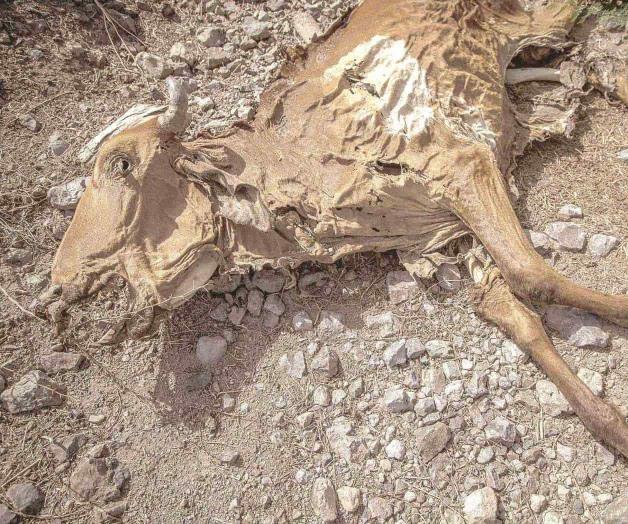 Azota sequía al ganado; mueren. Se agudiza mortandad de animales