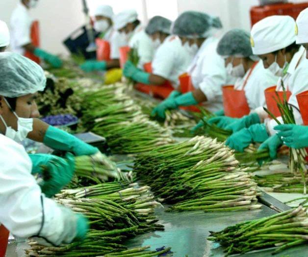 Alertan frenarían recortes agroexportaciones del país Alertan frenarían recortes agroexportaciones del país