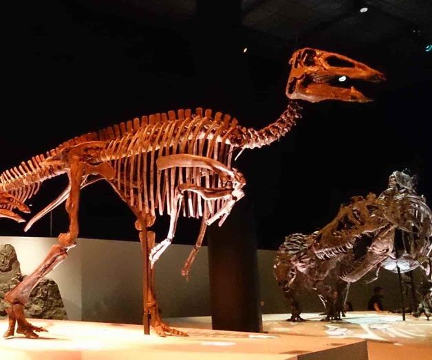 Anuncian una nueva especie de dinosaurio Anuncian una nueva especie de dinosaurio