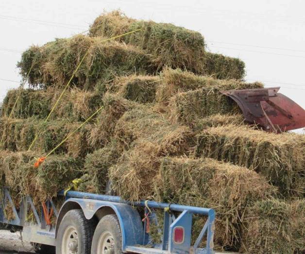 Aumenta demanda y precio de forraje