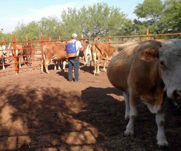 Abiertas las ventanillas para Crédito Ganadero. Buscan incrementar productividad