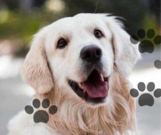 Día Internacional del perro Día Internacional del perro