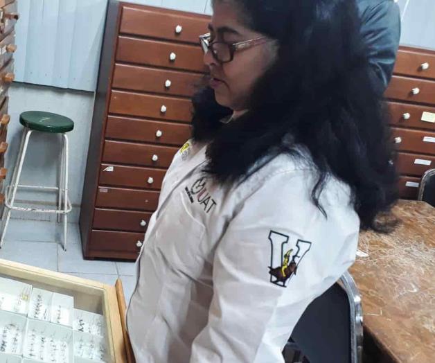 Museo de Insectos de  la UAT a la vanguardia