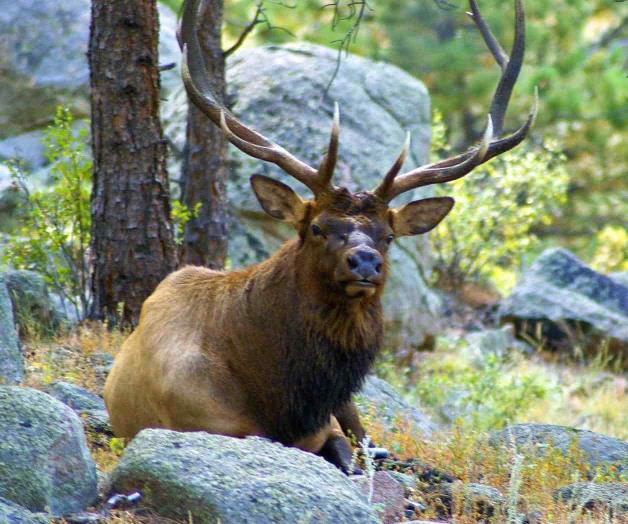 Analizan impacto del ‘wapití’ en biodiversidad tamaulipeca Analizan impacto del ‘wapití’ en biodiversidad tamaulipeca