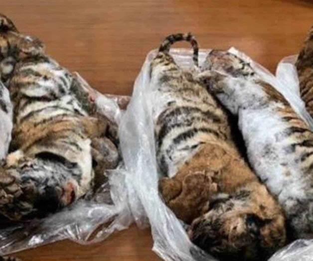 Descubren siete tigres congelados víctimas del tráfico ilegal