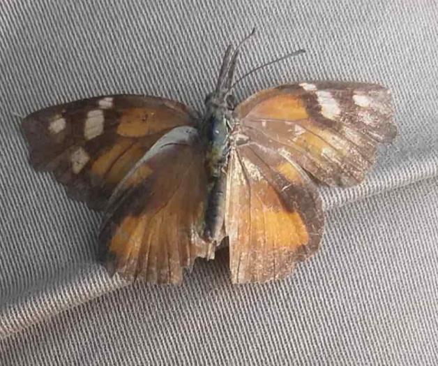 Llaman a cuidar a Mariposa Pinocho