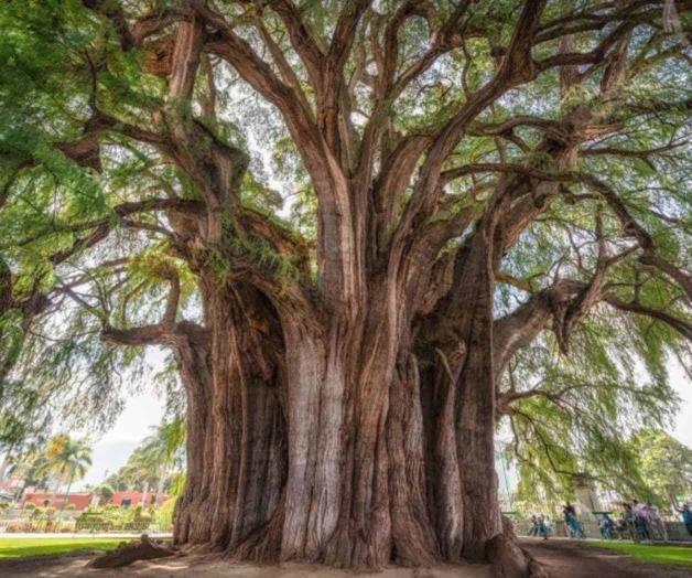 Los secretos que esconden los árboles