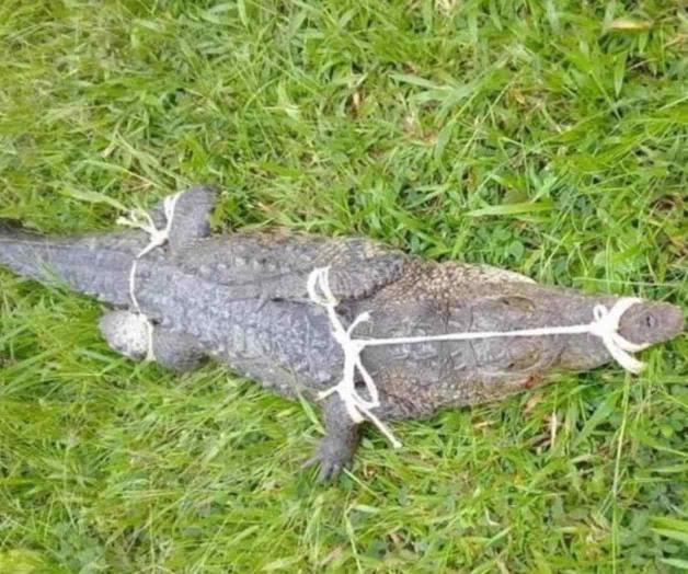 Dueño de cocodrilo de Irapuato es hermano de ex delegado de Profepa Dueño de cocodrilo de Irapuato es hermano de ex delegado de Profepa