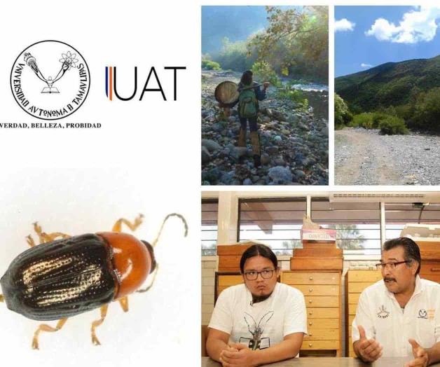 Confirma UAT nueva especie de escarabajo. Registrado por primera vez en México