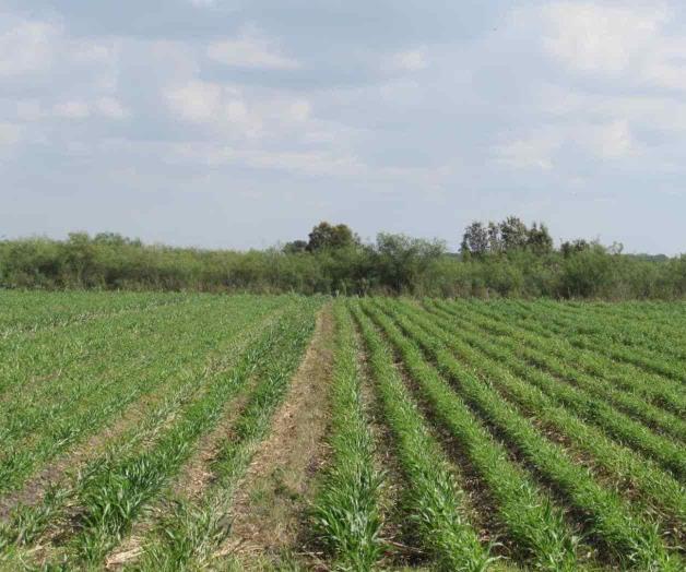 Sembradíos tienen la propiedad de renacer. Esperan sorgueros tener doble cosecha