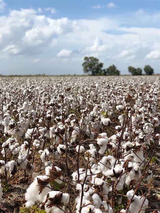 Inicia pizca de algodón Inicia pizca de algodón