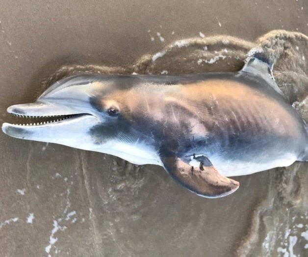 Aparece Delfín muerto a orillas de playa Bagdad
