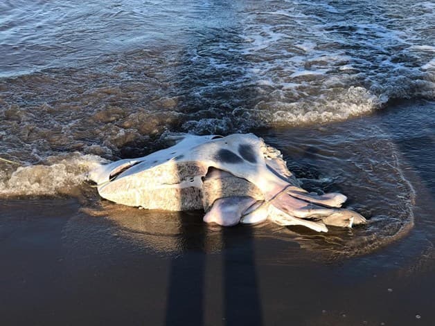 Aparece Delfín muerto a orillas de playa Bagdad