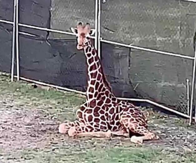 Asegura Profepa una jirafa y tres flamencos en La Pastora