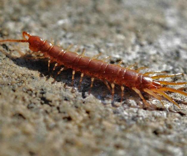 Sufre niño de 4 años ataque de ciempiés. Por fortuna no es de gravedad