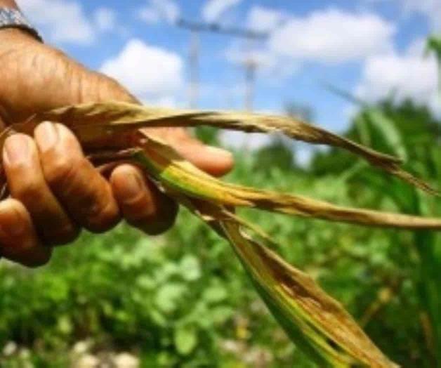 México y Honduras atenderán migración con desarrollo agropecuario