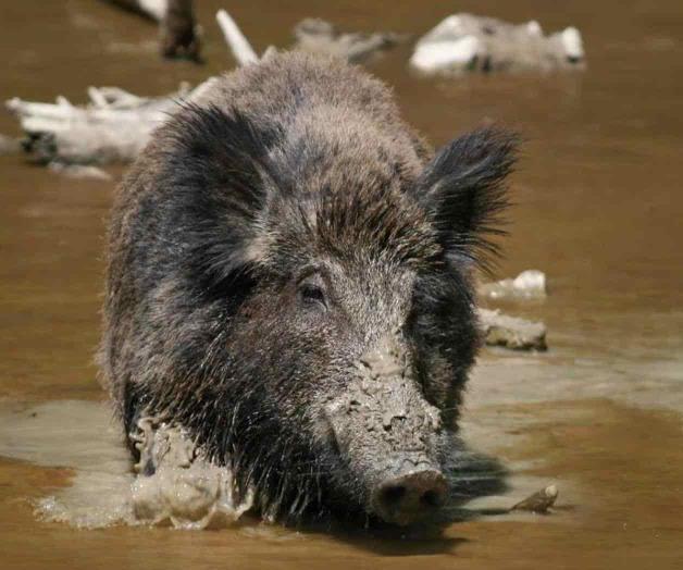 Permitirán cacería de cerdos salvajes