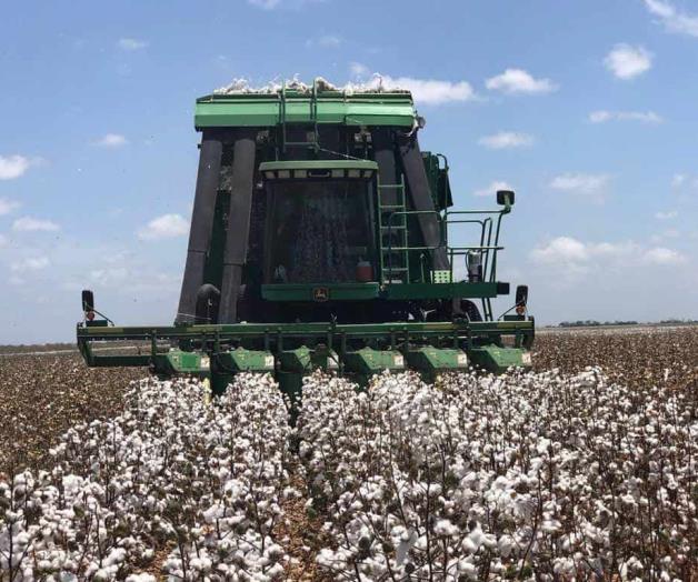 Frena Fernand la pizca de algodón. Lento desarrollo de los sembradíos Frena Fernand la pizca de algodón. Lento desarrollo de los sembradíos