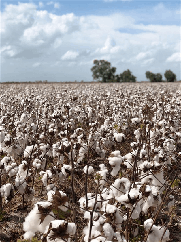 Frena Fernand la pizca de algodón. Lento desarrollo de los sembradíos Frena Fernand la pizca de algodón. Lento desarrollo de los sembradíos