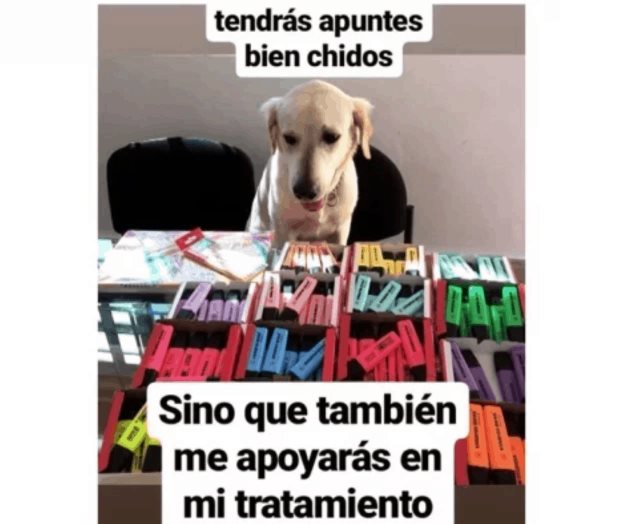 Conoce a Scott, el perro que vende marcadores para pagar sus medicamentos Conoce a Scott, el perro que vende marcadores para pagar sus medicamentos