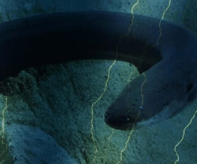 Hallan a la anguila más potente del reino animal, en la Amazonía Hallan a la anguila más potente del reino animal, en la Amazonía