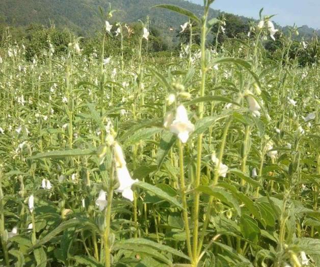 Buscan cultivar el ajonjolí, como medida alterna por la sequía